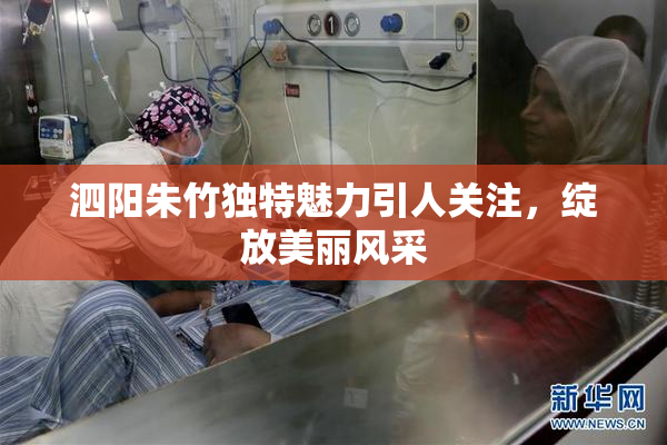 泗阳朱竹独特魅力引人关注，绽放美丽风采