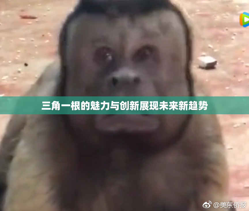三角一根的魅力与创新展现未来新趋势