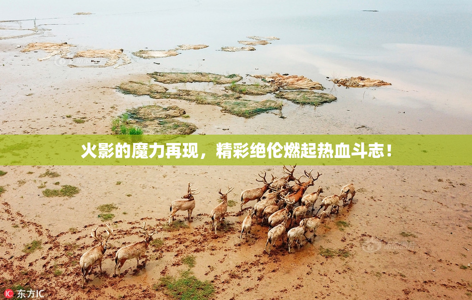 火影的魔力再现，精彩绝伦燃起热血斗志！