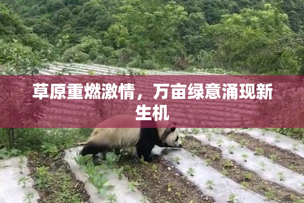 草原重燃激情，万亩绿意涌现新生机