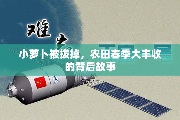 小萝卜被拔掉，农田春季大丰收的背后故事