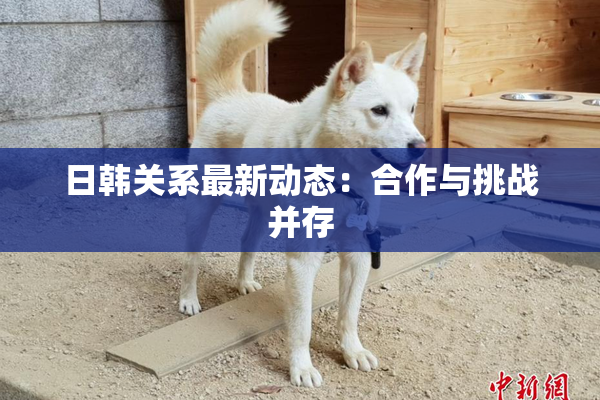 日韩关系最新动态：合作与挑战并存