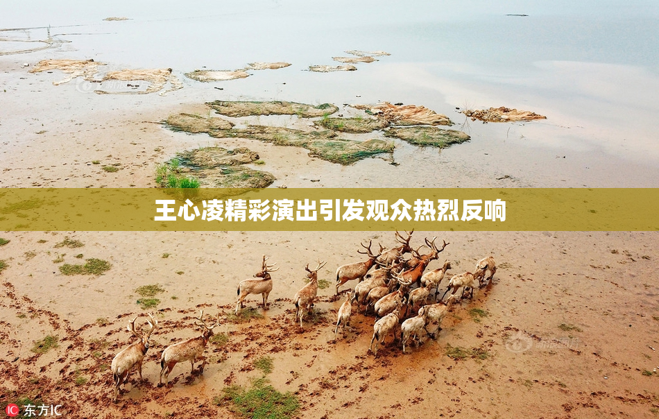 王心凌精彩演出引发观众热烈反响