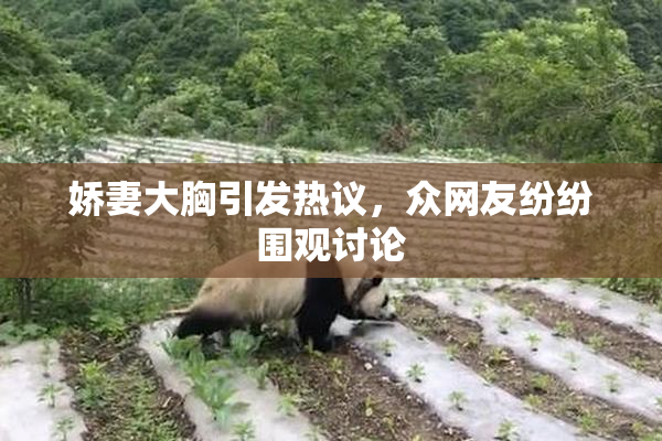 娇妻大胸引发热议，众网友纷纷围观讨论