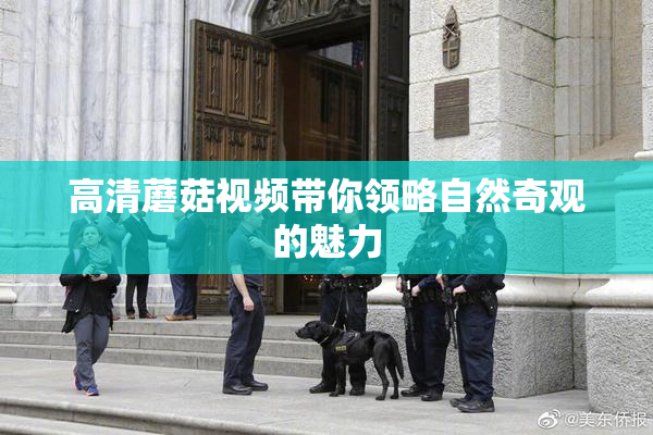 高清蘑菇视频带你领略自然奇观的魅力