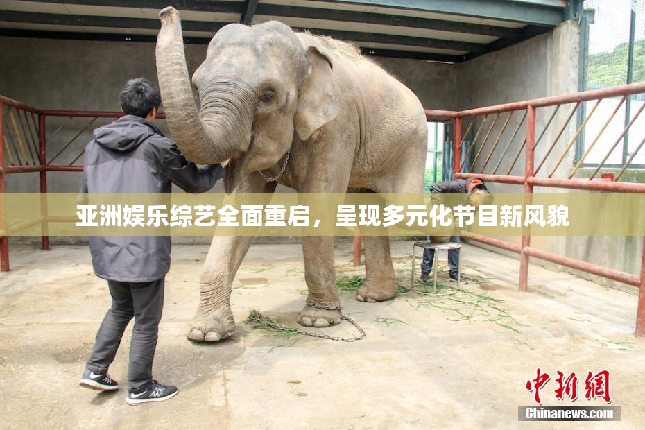 亚洲娱乐综艺全面重启，呈现多元化节目新风貌