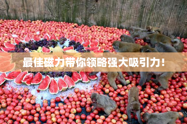 最佳磁力带你领略强大吸引力！