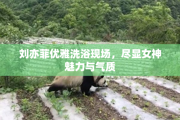 刘亦菲优雅洗浴现场，尽显女神魅力与气质