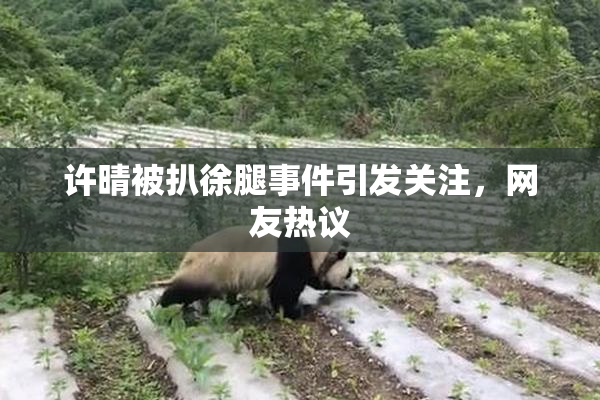 许晴被扒徐腿事件引发关注，网友热议