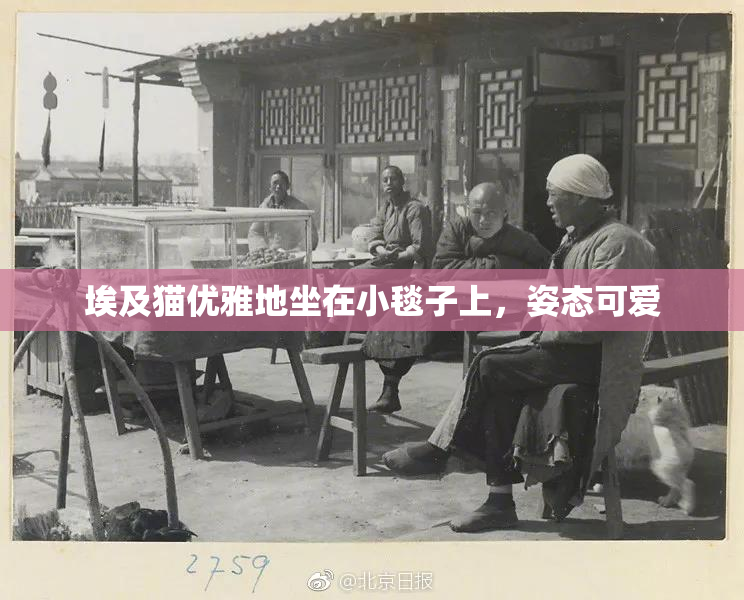 埃及猫优雅地坐在小毯子上，姿态可爱