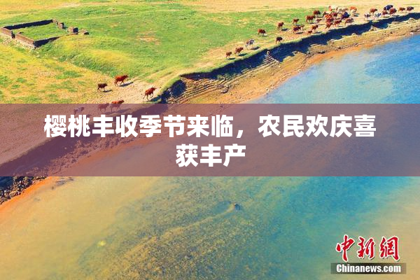 樱桃丰收季节来临，农民欢庆喜获丰产