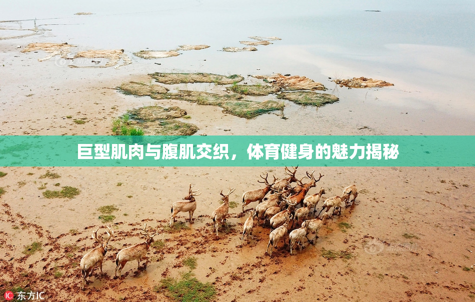 巨型肌肉与腹肌交织，体育健身的魅力揭秘