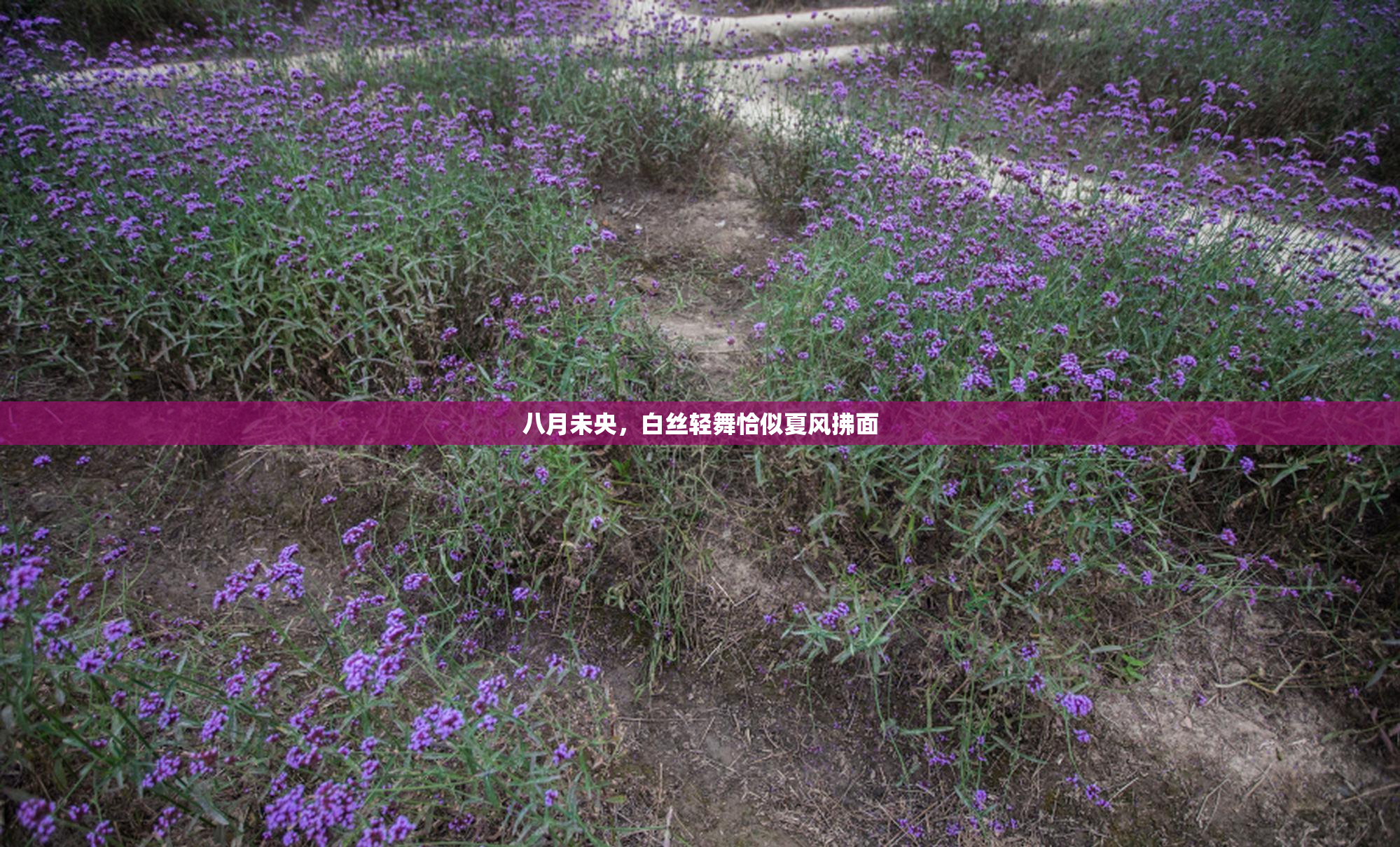 八月未央，白丝轻舞恰似夏风拂面