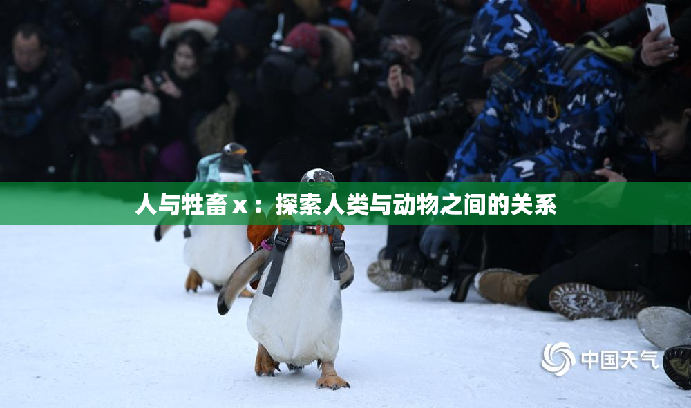 人与牲畜ⅹ：探索人类与动物之间的关系