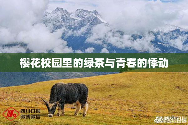 樱花校园里的绿茶与青春的悸动