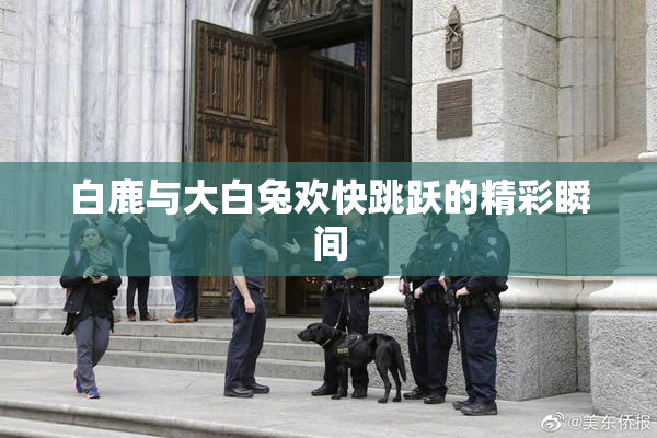 白鹿与大白兔欢快跳跃的精彩瞬间
