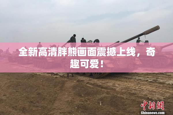 全新高清胖熊画面震撼上线，奇趣可爱！