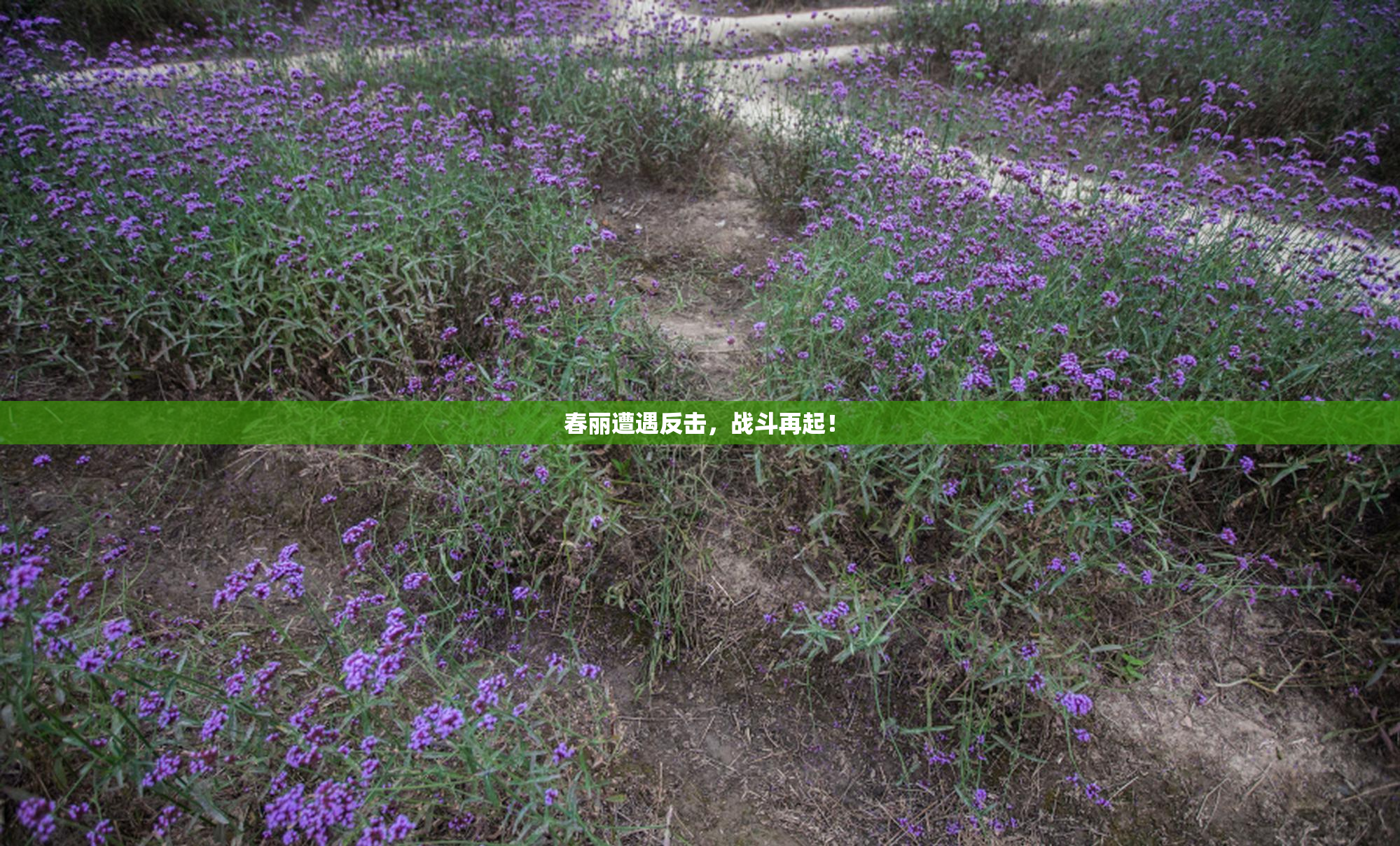 春丽遭遇反击，战斗再起！