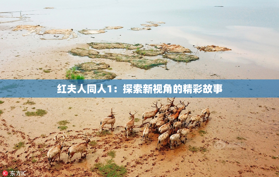 红夫人同人1：探索新视角的精彩故事