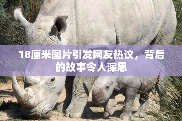 18厘米图片引发网友热议，背后的故事令人深思