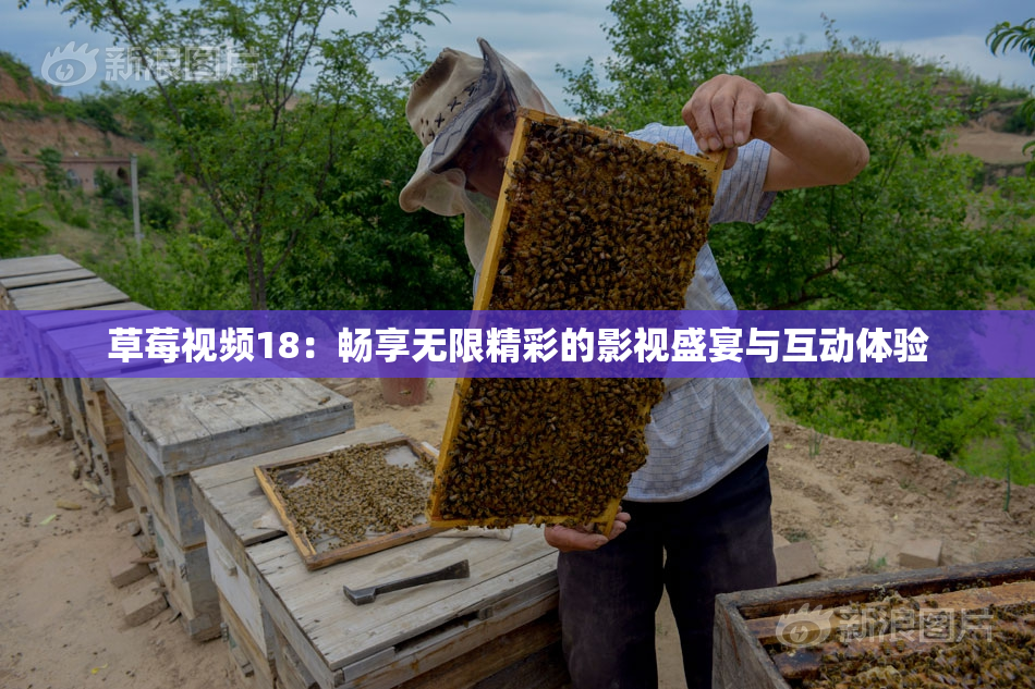 草莓视频18：畅享无限精彩的影视盛宴与互动体验