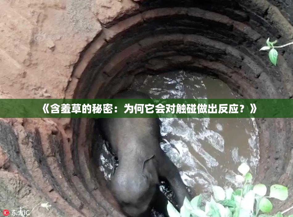 《含羞草的秘密：为何它会对触碰做出反应？》
