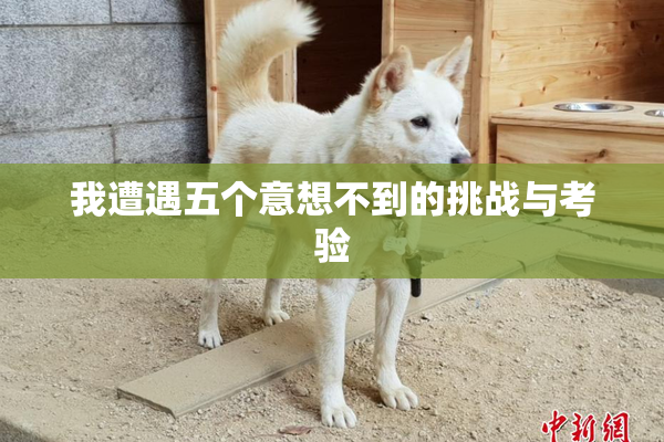 我遭遇五个意想不到的挑战与考验