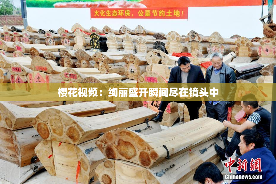 樱花视频：绚丽盛开瞬间尽在镜头中