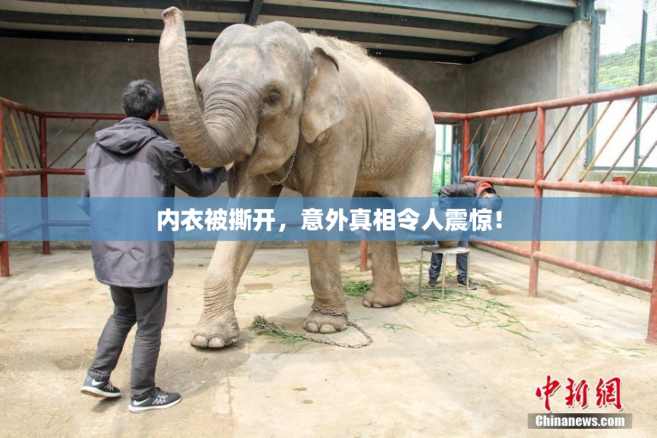内衣被撕开，意外真相令人震惊！