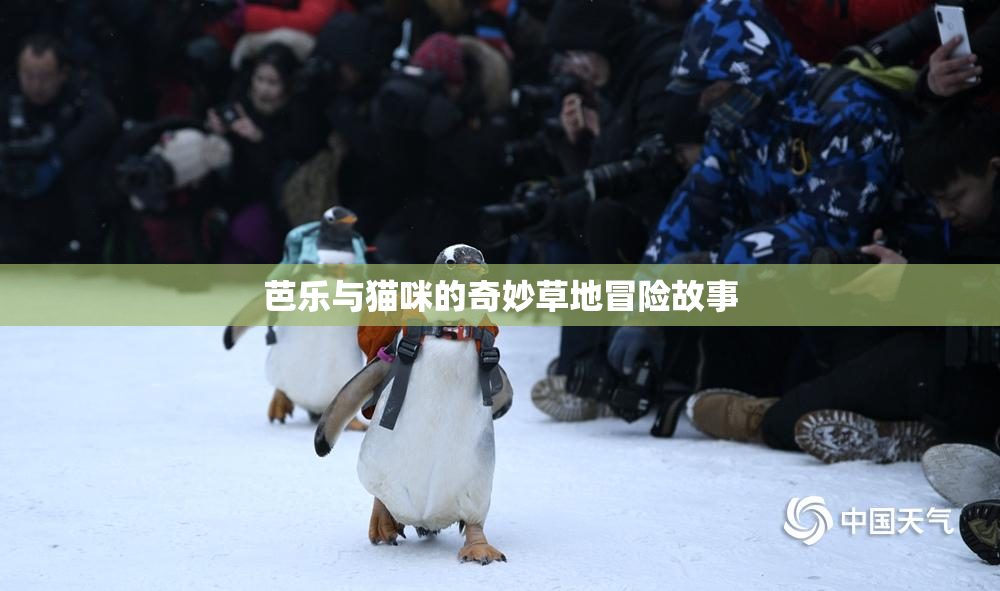 芭乐与猫咪的奇妙草地冒险故事