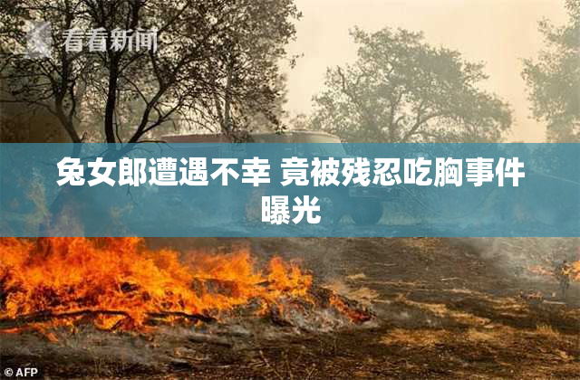 兔女郎遭遇不幸 竟被残忍吃胸事件曝光