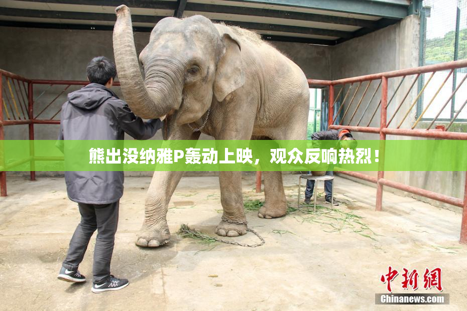熊出没纳雅P轰动上映，观众反响热烈！