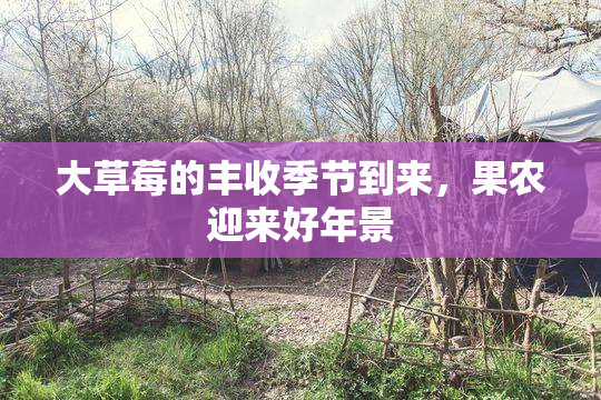 大草莓的丰收季节到来，果农迎来好年景