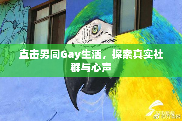 直击男同Gay生活，探索真实社群与心声