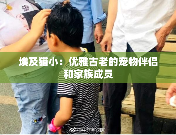 埃及猫小：优雅古老的宠物伴侣和家族成员