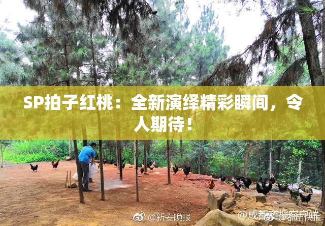 SP拍子红桃：全新演绎精彩瞬间，令人期待！