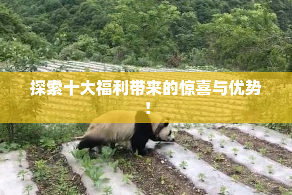 探索十大福利带来的惊喜与优势！