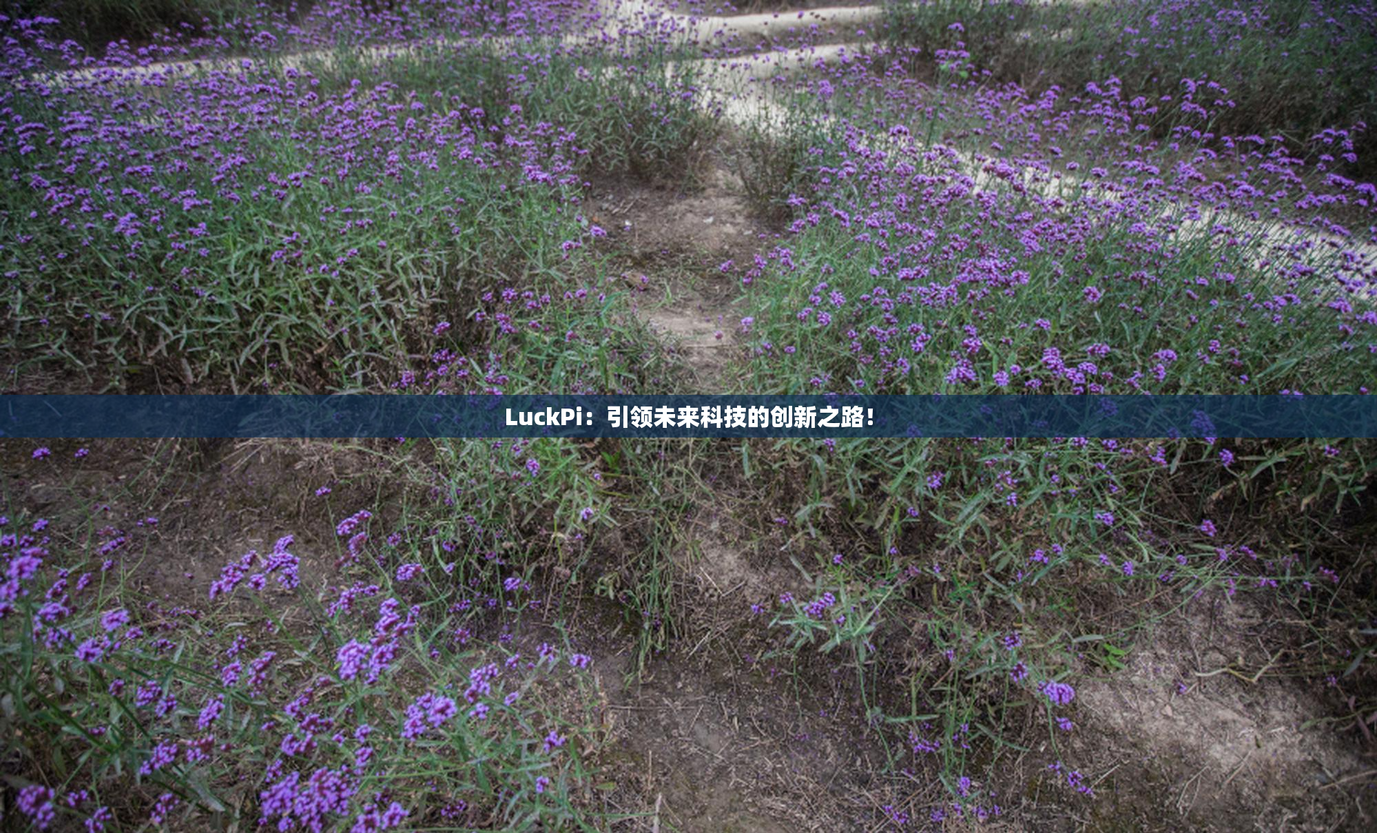 LuckPi：引领未来科技的创新之路！