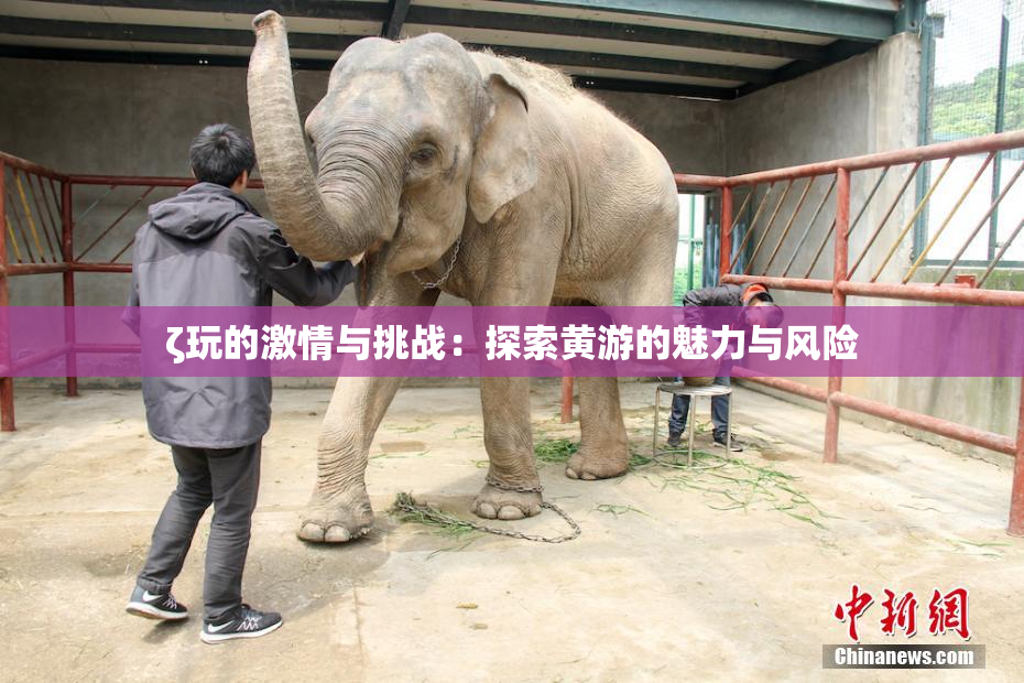 ζ玩的激情与挑战：探索黄游的魅力与风险