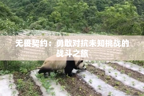 无畏契约：勇敢对抗未知挑战的战斗之旅
