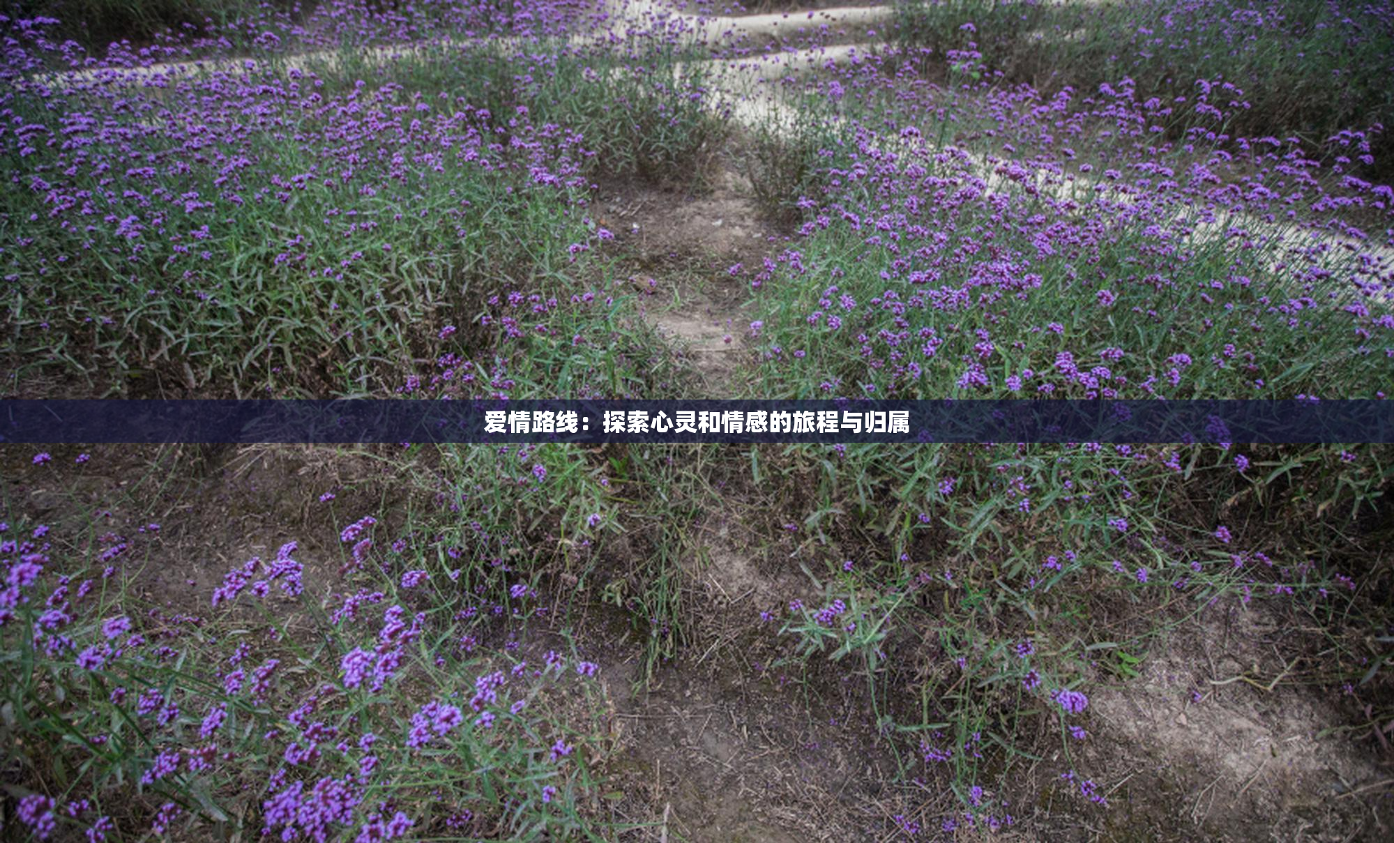 爱情路线：探索心灵和情感的旅程与归属
