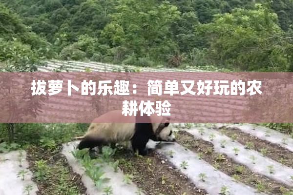 拔萝卜的乐趣：简单又好玩的农耕体验