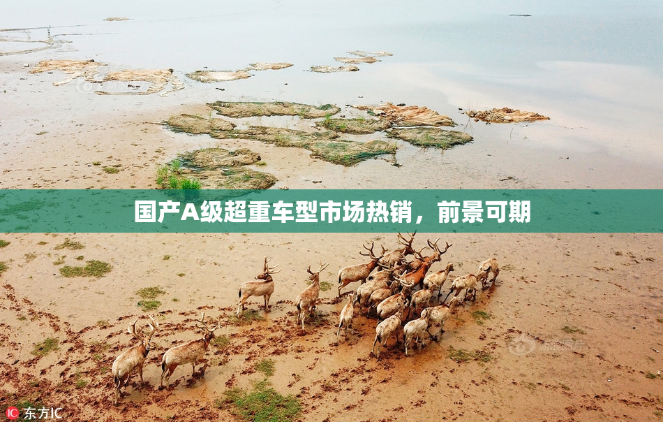 国产A级超重车型市场热销，前景可期