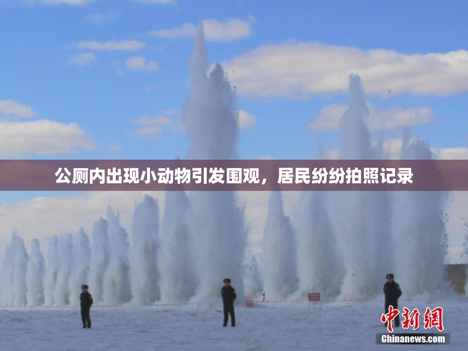 公厕内出现小动物引发围观，居民纷纷拍照记录