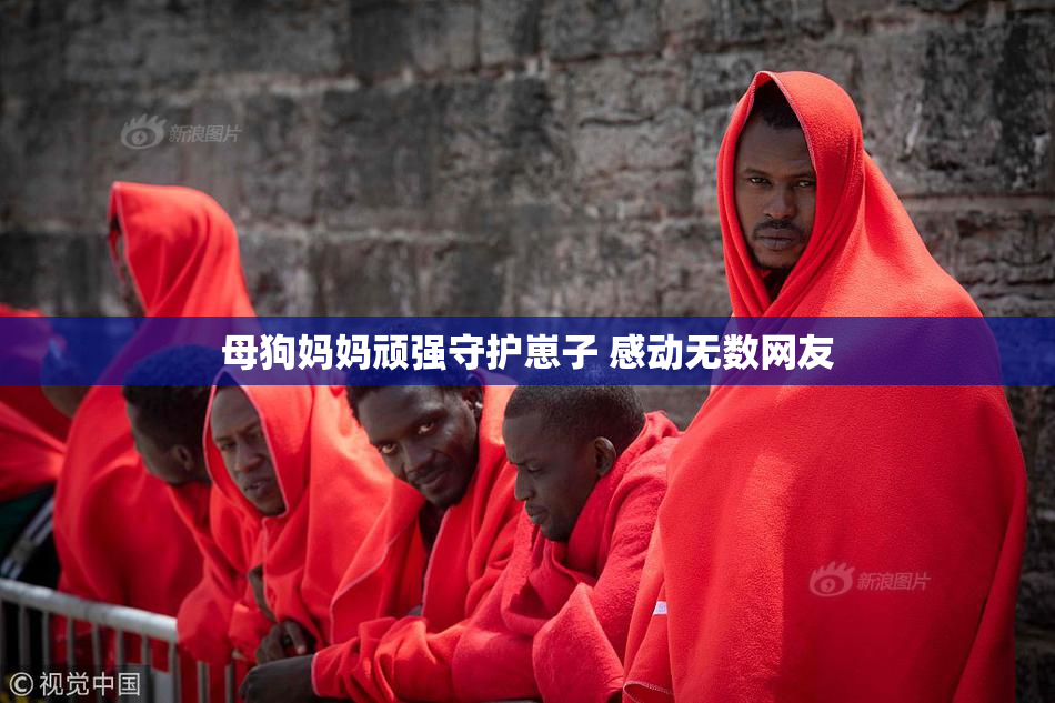 母狗妈妈顽强守护崽子 感动无数网友