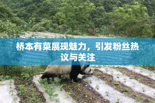 桥本有菜展现魅力，引发粉丝热议与关注