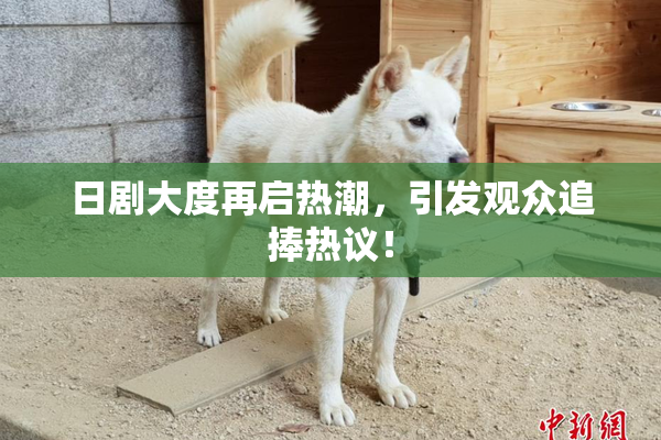 日剧大度再启热潮，引发观众追捧热议！