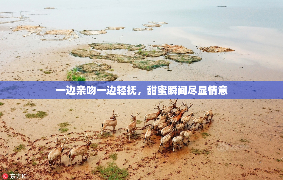 一边亲吻一边轻抚，甜蜜瞬间尽显情意