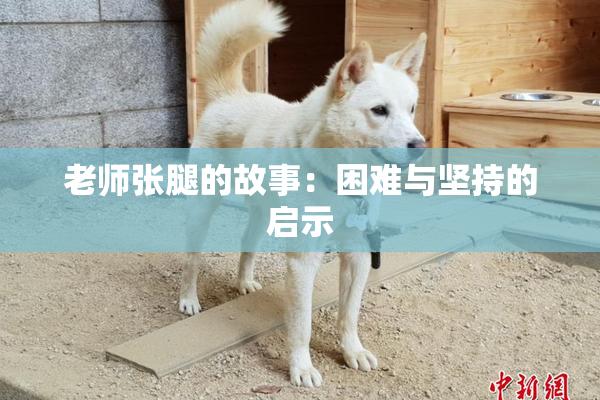 老师张腿的故事：困难与坚持的启示