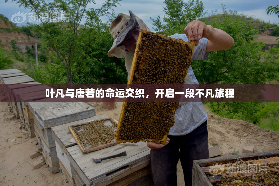 叶凡与唐若的命运交织，开启一段不凡旅程
